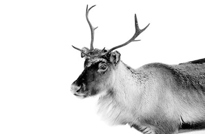 Caribou - Fotokunst hert - 120 x 80 cm - NU IN SALE 